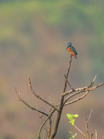 A Common Kingfisher perched on a dry branch, waiting for the perfect moment to dive for prey. Despite their name, they are not as common as other kingfisher species in India.