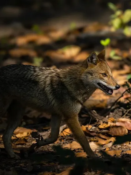 An Indian jackal trotting through the forest, caught in a patch of sunlight. These canids are highly adaptable and play an important role as scavengers and predators in the ecosystem.