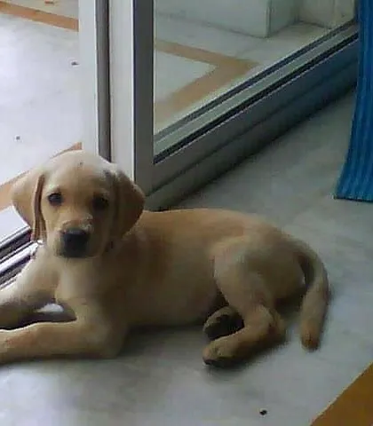 Another photo of young Cookie, exploring her surroundings. We gave her the space and love she needed to feel secure.