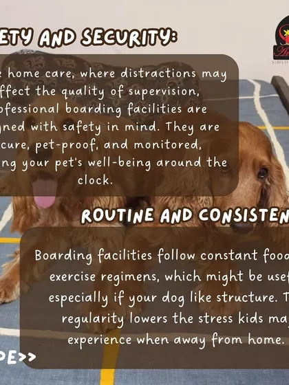 Professional boarding facilities are designed with safety in mind. Our secure, pet-proofed environments are monitored around the clock to ensure your pet's well-being.