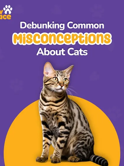 There are many common myths about cats that can affect how we care for them. We're here to debunk some of the biggest misconceptions to help you better understand your feline friend's needs.