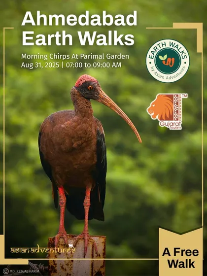 The Red-billed Ibis stands tall in this poster for our "Morning Chirps" walk in Ahmedabad. We explore urban gardens like Parimal Garden to show how even manicured spaces can support significant birdlife.