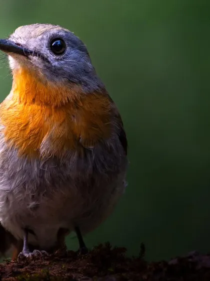 A close-up portrait of a female White-bellied Blue Flycatcher, showing the delicate feathers and soft colors of this beautiful bird.