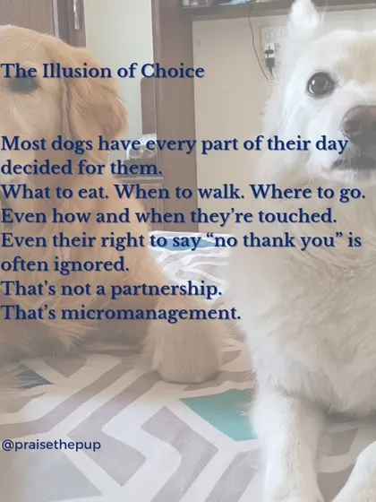 Most dogs have every part of their day decided for them: when to eat, where to walk, even when they're touched. This isn't a partnership; it's micromanagement. Giving them choices is key to a respectful relationship.