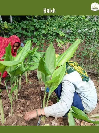 Our farm team members tending to the `Haldi` (turmeric) plants. Our farms are blooming with fresh harvests, and we are always expanding our community of mindful, healthy living.