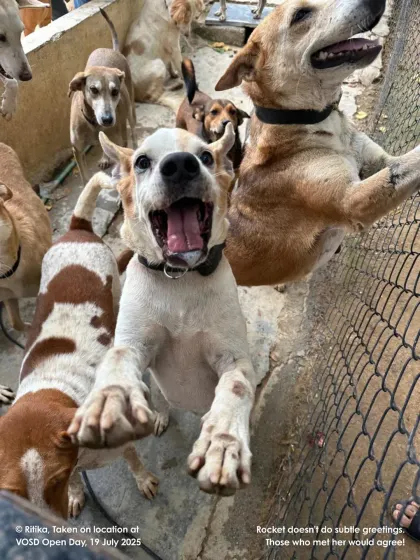 Rocket doesn't do subtle greetings! This joyful, enthusiastic welcome is typical of the love our dogs have to share.