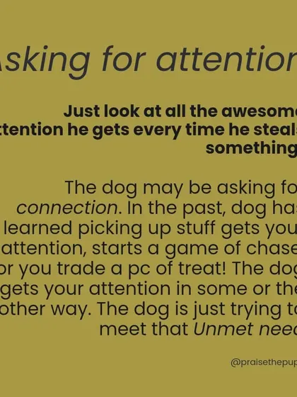 Your dog might be stealing to get your attention. If picking up an item starts a game of chase, they've learned a very effective way to get you to engage.