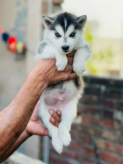 Another angle of our blue-eyed male Husky puppy. His markings are perfectly symmetrical, a sign of excellent breeding.