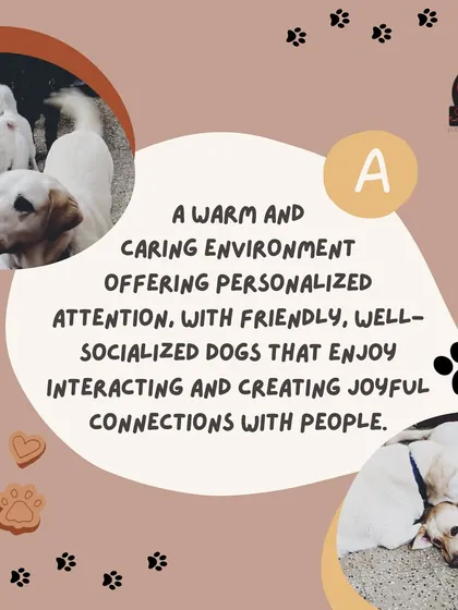 Our RT Nagar center is known for its warm and caring environment, offering personalized attention and a friendly group of well-socialized dogs who love to interact.