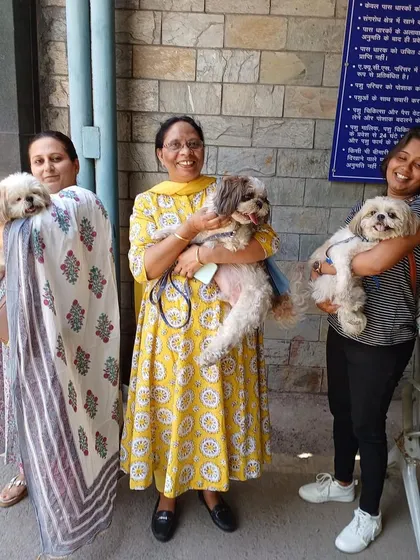 A trio of adorable Shih Tzus with their family at the quarantine office, all ready for their new lives in Canada. I handle relocations for multiple pets with ease.