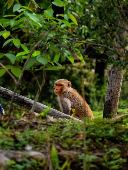 A monkey sits amidst the green foliage of a village, looking like a natural part of the landscape.
