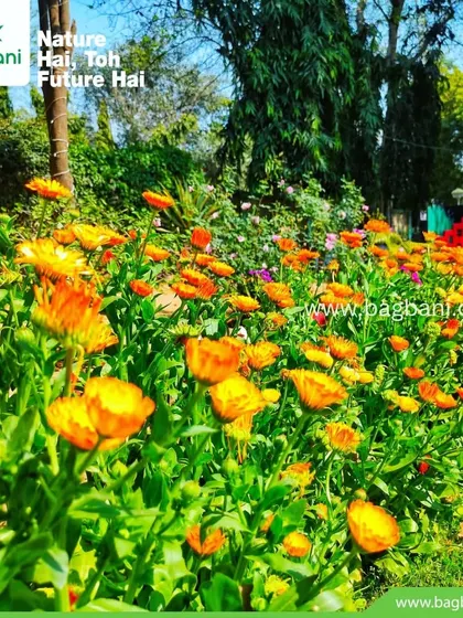 A sunny view of our Calendula plantings, demonstrating their health and prolific blooming.