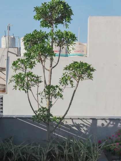 A full view of the terrace tree, showing how it is integrated into the corner of the rooftop space. This demonstrates how I maximize greenery even in constrained urban environments.
