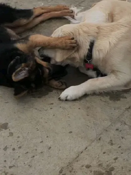 Playtime is crucial for learning social rules. This gentle wrestling match is a healthy way for dogs to interact and bond.