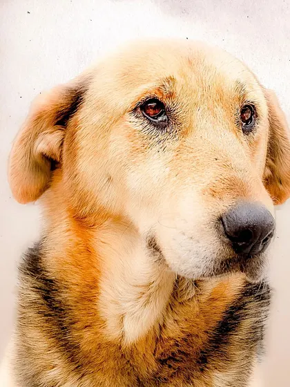 A duplicate of Brownie's portrait.