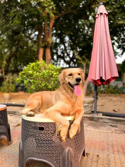 This Golden Retriever, our 'Selfie Queen', knows how to strike a pose. Our venue has many charming spots for your pets to relax and for you to take beautiful photos of them.