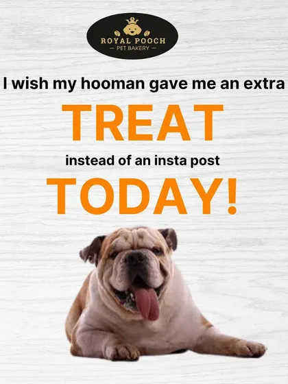 I wish my hooman gave me an extra treat instead of an Insta post today! A funny reminder to spoil your pup with some of my freshly baked, delicious treats.