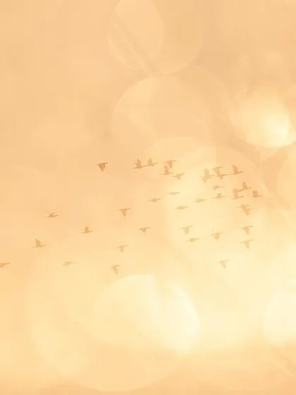 This image is an in-camera double exposure created at Sultanpur National Park. I first captured the silhouette of a distant flock of cormorants against the sky, then layered it with a second shot of the golden bokeh reflections on the water's surface to create this dreamy, abstract scene.