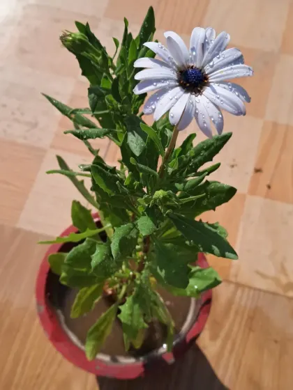 A Dimorphotheca, or African Daisy, in a pot.