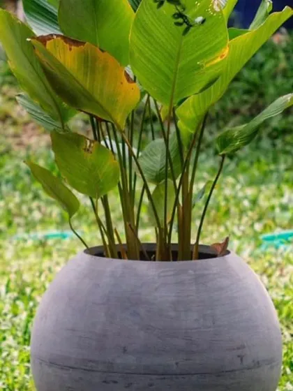 A Calathea plant in a round pot, placed on a lawn. These plants have beautiful foliage and are great for shaded areas.