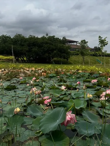 Another view of our lotus pond, showing the abundance of life and beauty it holds. These ponds are carefully maintained ecosystems within our larger sanctuary.