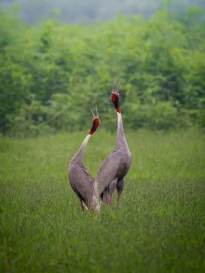 The pair of Sarus Cranes again, this time with their beaks pointed to the sky in their trumpeting call. The energy of this moment is palpable.