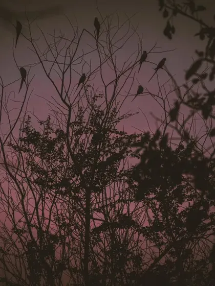 A silhouette of birds resting on tree branches against a pink and purple twilight sky.