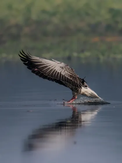 A Greylag Goose making a splashy landing in the Surajpur Wetlands. The spray of water and the dynamic wing position make this an exciting action shot.