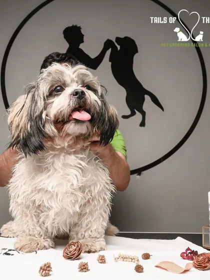 Preparing for a medicated tick and flea bath. This treatment is crucial for preventing infestations and keeping your pet's skin healthy and itch-free.