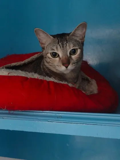 A close-up of this beautiful tabby cat resting in a soft red bed. She looks so peaceful and content.