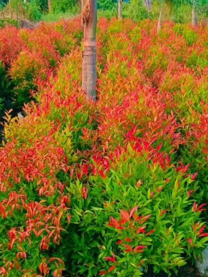 The Syzygium plant, also known as Brush Cherry, with its beautiful red new growth.