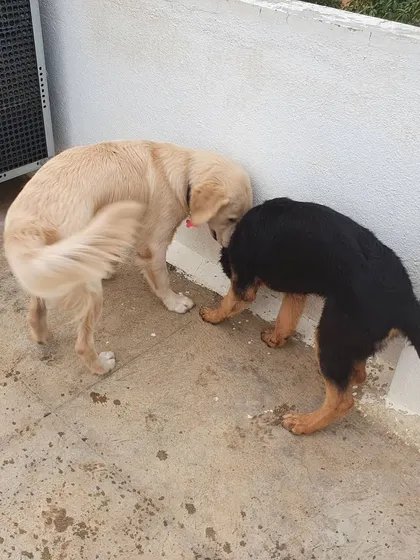 A golden retriever and a German Shepherd puppy exploring together. Older dogs often mentor younger ones, teaching them valuable social lessons.