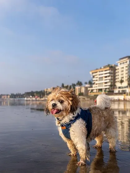A Shih Tzu standing proudly on the beach, with the Mumbai skyline in the background. It's a great example of how we can incorporate your local environment into the shoot.