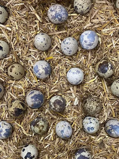 I source fresh, high-quality quail eggs and offer them by the dozen. They are a great addition to any pet's diet, raw or cooked.