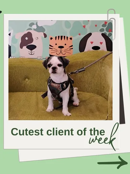 Look at this adorable puppy, another one of our cutest clients. We are experienced in handling young pups for their first grooming sessions, making it a positive experience.