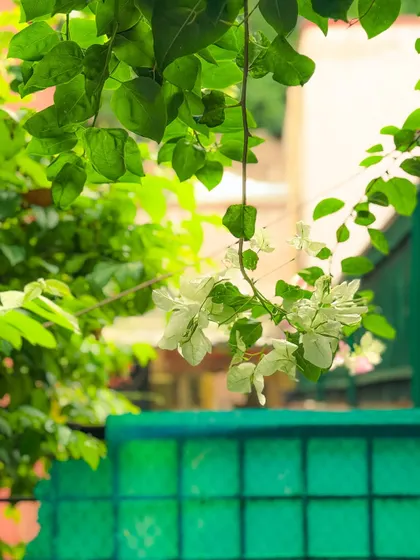 More details from a classic Delhi house, focusing on the play of light, color, and nature. All these were quick snaps on my phone.