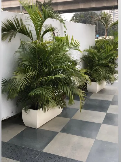 Two large Areca Palms in planters, perfect for framing an entrance or adding symmetry to a patio design.