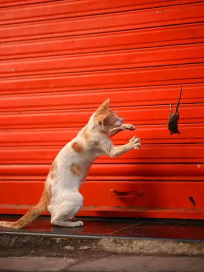 A raw moment of urban wildlife. This shot from my series on a street cat's hunt in Mumbai shows the playful yet brutal reality of nature, even in the city. Capturing peak action like this requires hours of patience.