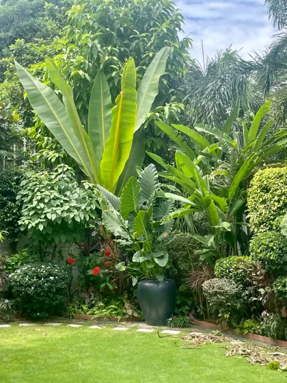 Plants in a garden need care just like our babies. This is the same Gurugram villa garden, now lush and mature, with large traveler's palms and dense, layered foliage.