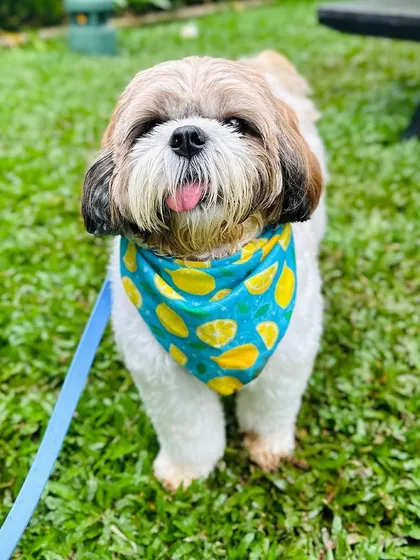 This stylish pup with a lemon-print bandana is ready for their close-up.