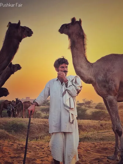 A candid portrait of a camel trader at Pushkar, standing between two camels as the sun sets over the desert.