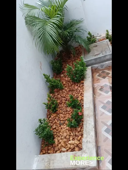 A pebble bed with small shrubs and a palm tree. Using pebbles as mulch helps retain soil moisture and keeps weeds down.