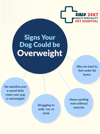 How can you tell if your dog is overweight? This guide shows you the signs, such as difficulty feeling their ribs, no visible waistline, and heavy panting even without exercise.