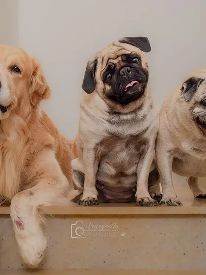 A favorite candid shot of three dogs waiting patiently on the stairs. These unposed moments are often the best.