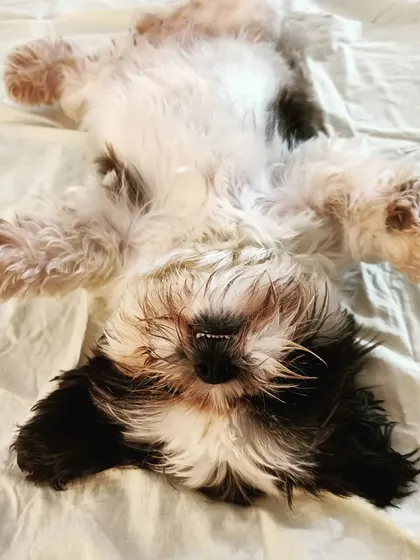 We can't get enough of Cheezu's adorable sleeping positions. She is so relaxed and happy in our home.