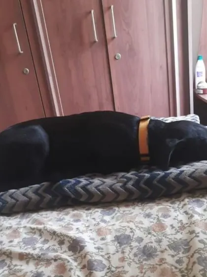 Kuri taking a nap on the bed. This sweet girl is fully vaccinated and ready for adoption in Bangalore. Give her the forever home she deserves.