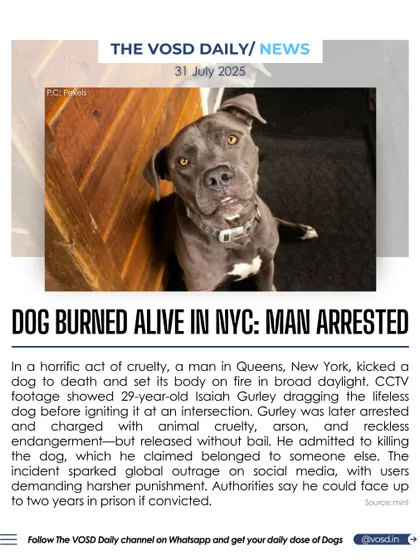 A man in New York City was arrested for kicking a dog to death and setting its body on fire. The incident sparked global outrage, with users demanding harsher punishment for such a horrific act of animal cruelty.