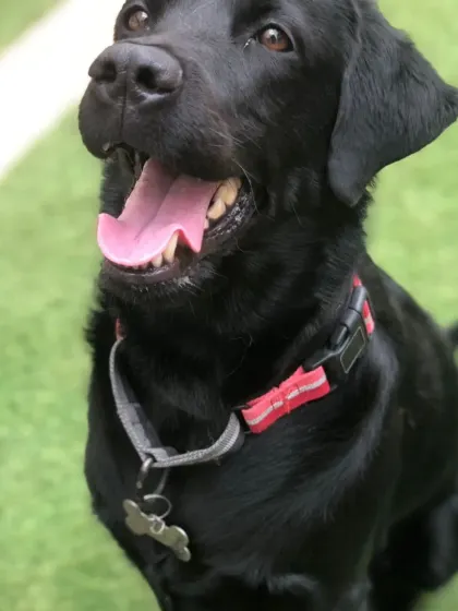 A shiny black Labrador, happy and healthy. We make sure their coats are healthy with good nutrition.