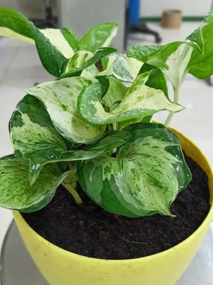 This is a duplicate of image 85. This is a Manjula Pothos, a beautiful variety of money plant with variegated green and white leaves. Like other pothos, it's incredibly easy to care for and helps purify indoor air.