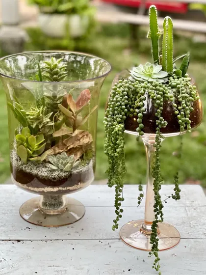A pair of unique open terrariums designed for a living room. One features a mix of succulents and rock, while the other showcases a dramatic string of pearls and cactus arrangement in a tall glass.